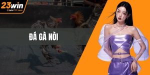 Đá Gà Nòi – Tinh Hoa Đối Kháng Và Nghệ Thuật Huấn Luyện Đỉnh