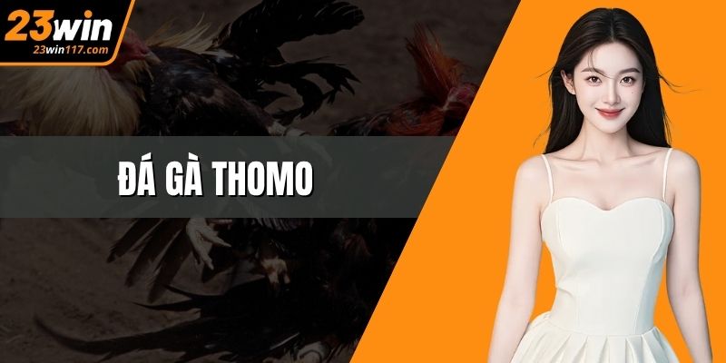 Đá Gà Thomo – Cuộc Đối Kháng Mãn Nhãn Chiến Kê Đỉnh Cao