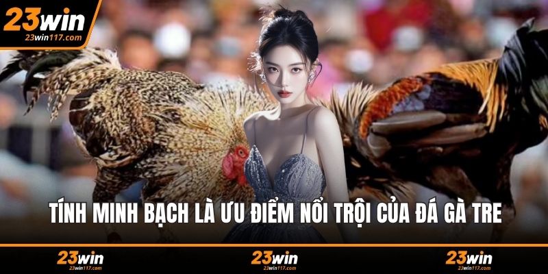 Tính minh bạch là ưu điểm nổi trội của đá gà tre